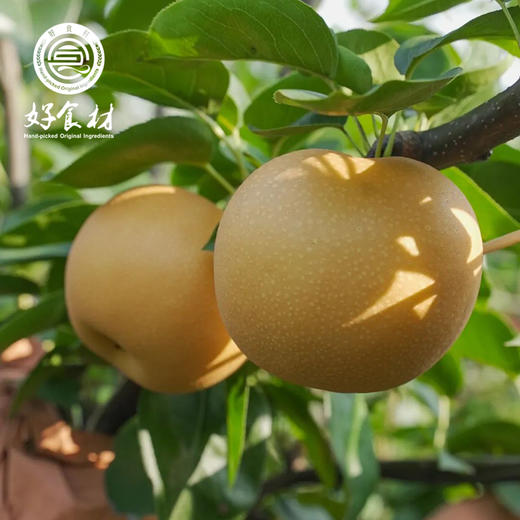 CY-莱西秋月梨 商品图3