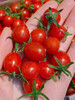 小番茄，国内绿色种植，浓郁爆浆，甜度高 商品缩略图7