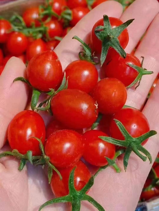 小番茄，国内绿色种植，浓郁爆浆，甜度高 商品图7