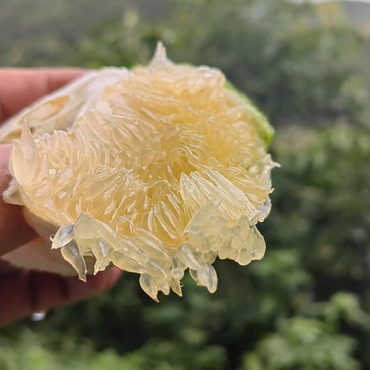 巴巴西柚（礼盒装） 商品图1