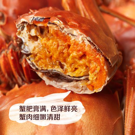 【分仓直发包邮】中粮凌鲜阳澄湖大闸蟹1188型(阳澄湖大闸蟹为原产地直发，发货时间为10月22日左右） 商品图4