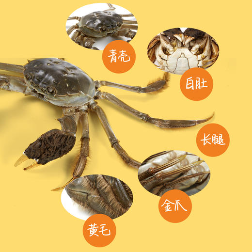 【分仓直发包邮】中粮凌鲜阳澄湖大闸蟹1188型(阳澄湖大闸蟹为原产地直发，发货时间为10月22日左右） 商品图5