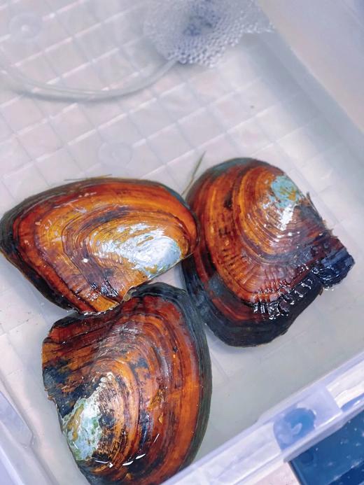 【河南自博-研学】小小珍珠鉴定师 商品图1