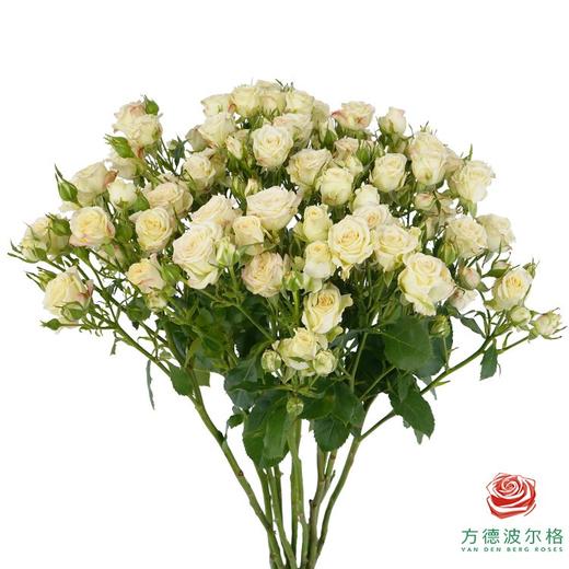 美凌10枝一扎 商品图1