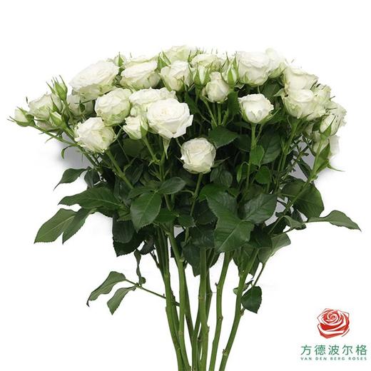 初雪10枝一扎 商品图1