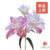 【重瓣百合】-粉拉菲多头 5枝一扎 商品缩略图0