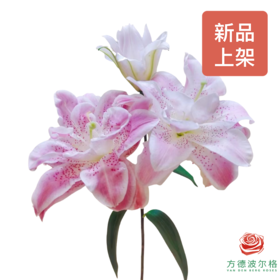 【重瓣百合】-粉拉菲多头 5枝一扎