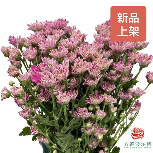 市场小菊 粉琉璃 商品图0
