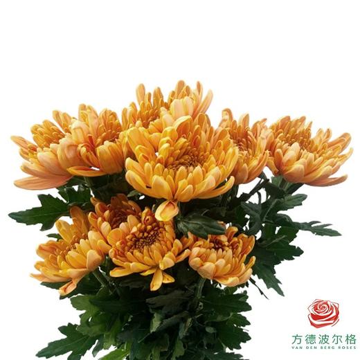 单头菊-罗斯安娜桔 商品图0