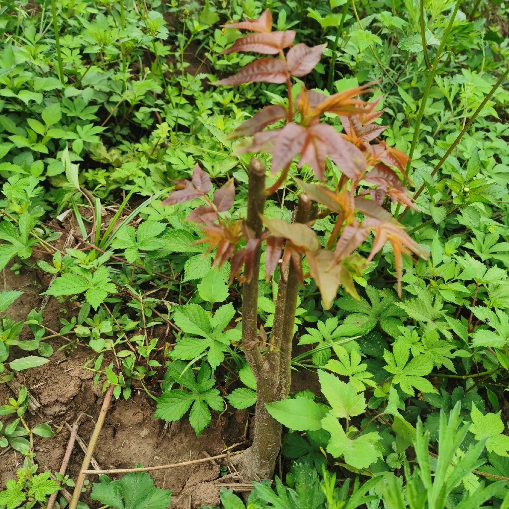 椿满农产品240514