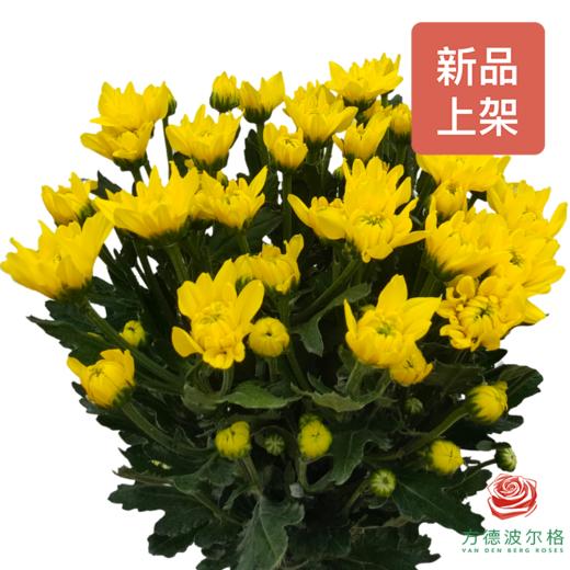 多头小菊 闪耀黄 商品图0