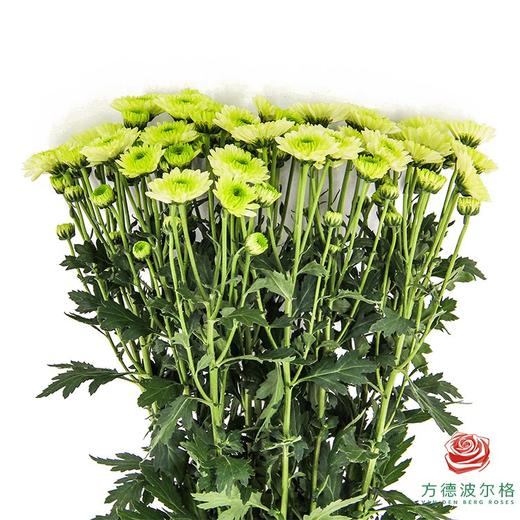 多头小菊 布鲁诺绿 商品图0