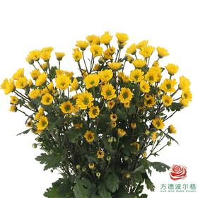 多头小菊 爱之黄