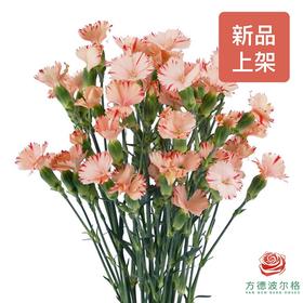 多头康乃馨 秋香 10枝一扎