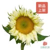 向日葵 奶油绿心 三枝一扎 商品缩略图0