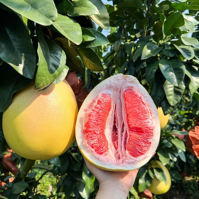 【福建外运】平和琯溪蜜柚 三红柚 4.5斤/8.5斤