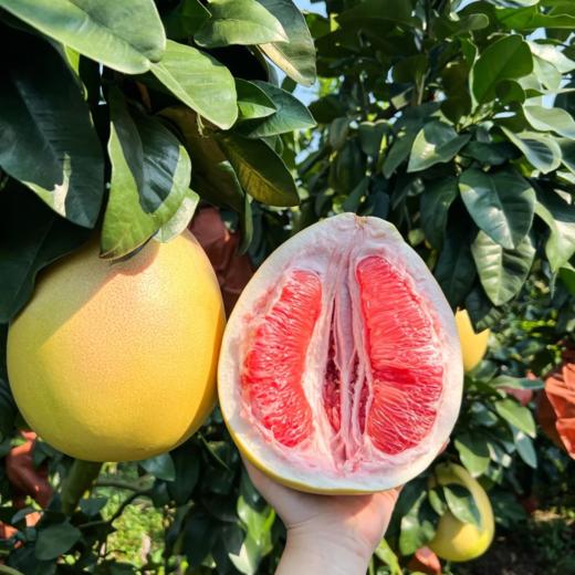 【福建外运】平和琯溪蜜柚 三红柚 4.5斤/8.5斤 商品图0