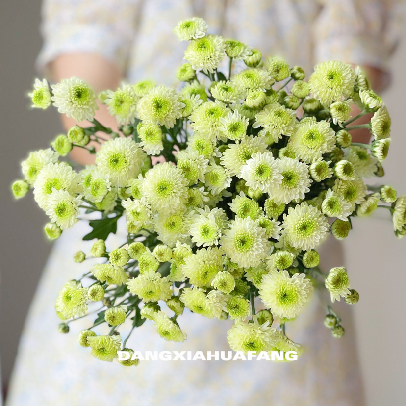 【ab级科隆香水小雏菊】5支/份