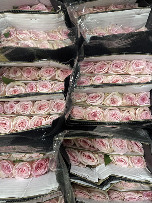 【秒杀福利】粉荔枝  20枝/扎 商品图4