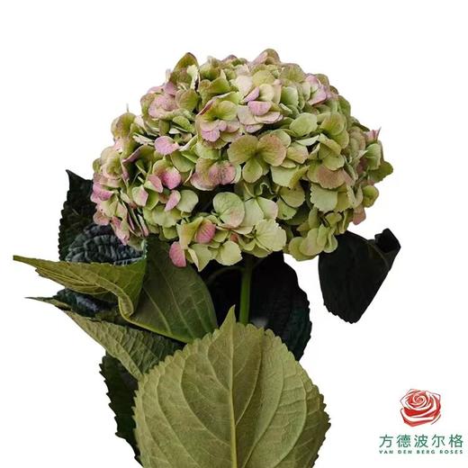 市场绣球 红秋 1枝 商品图1