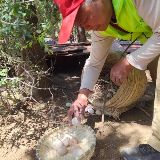 一正有机山鸡蛋 40枚/件  山间梯田放养，美味，安全，营养，新鲜 商品图3