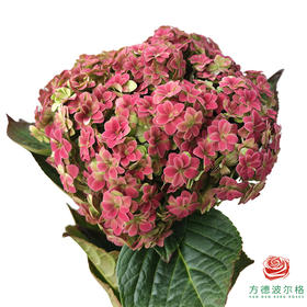 市场绣球 重瓣秋色 1枝