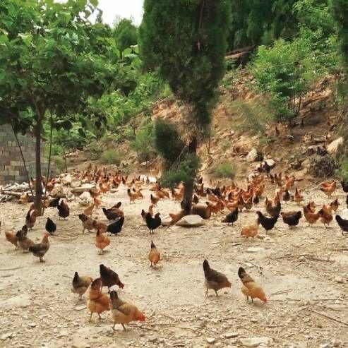 一正有机山鸡蛋 40枚/件  山间梯田放养，美味，安全，营养，新鲜 商品图1