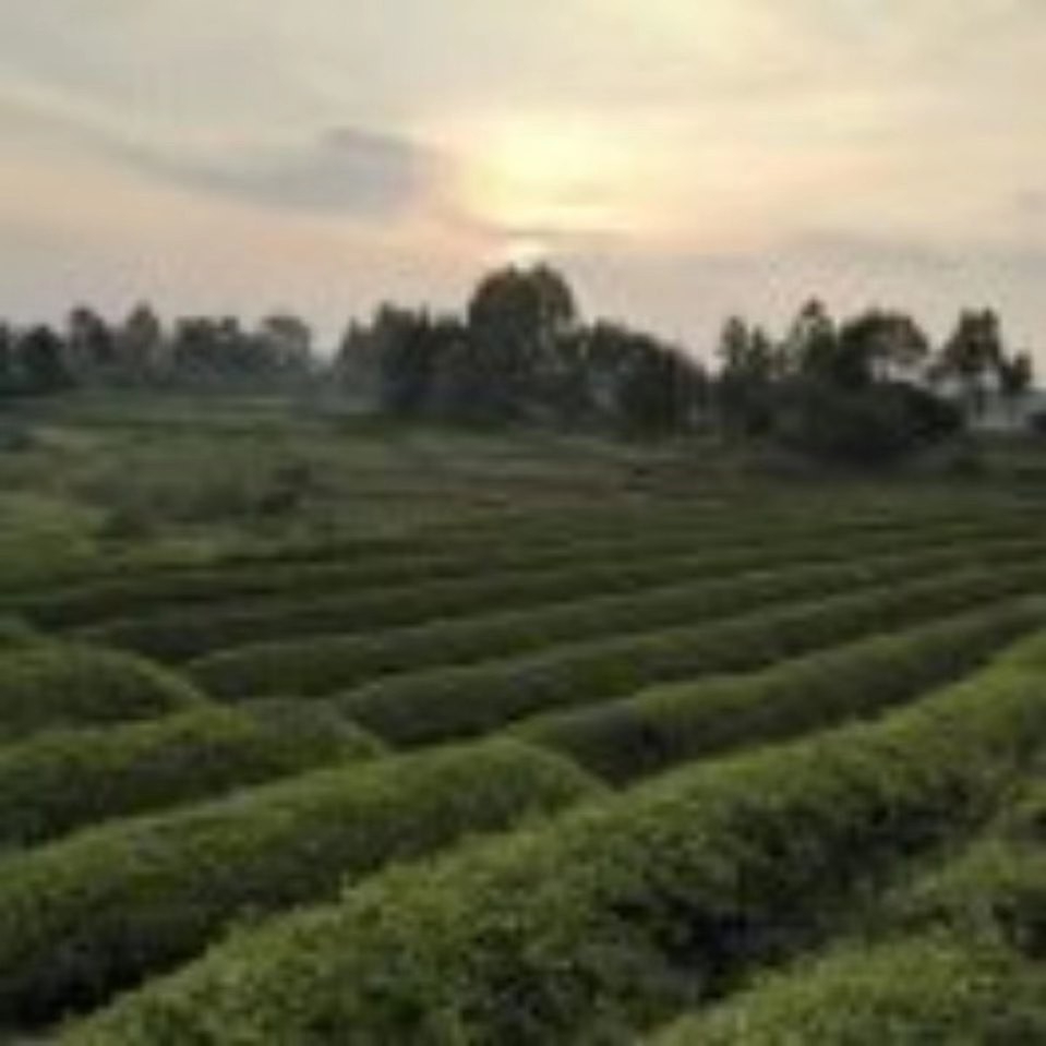 高牌山茶园