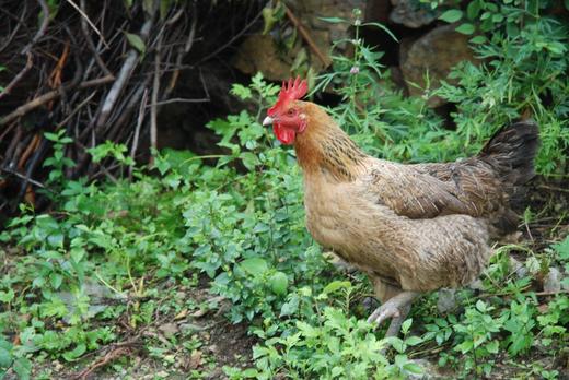 一正有机山鸡蛋 40枚/件  山间梯田放养，美味，安全，营养，新鲜 商品图2