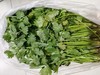香菜一斤 商品缩略图0