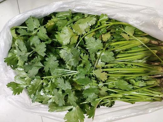 香菜一斤 商品图0