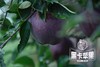 云南昭通·黑卡苹果（云南乡村振兴） 商品缩略图1