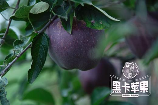 云南昭通·黑卡苹果（云南乡村振兴） 商品图1