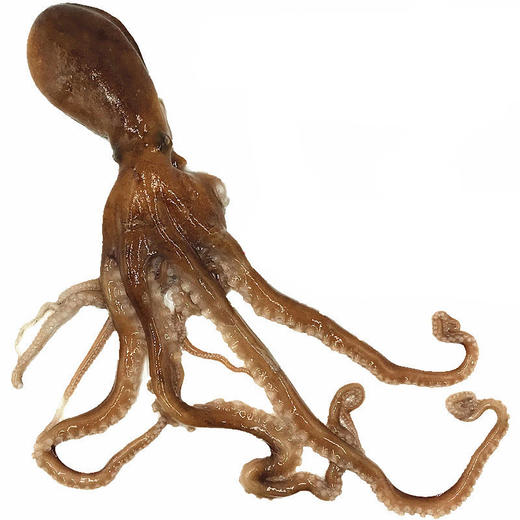 【鲜活】八爪鱼   一斤3-4个左右 商品图1