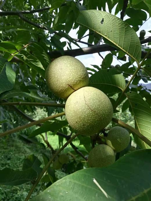 【云南深山纸皮核桃】 2025年新核桃 火烤/电烤 皮薄清甜回甘不涩 商品图2