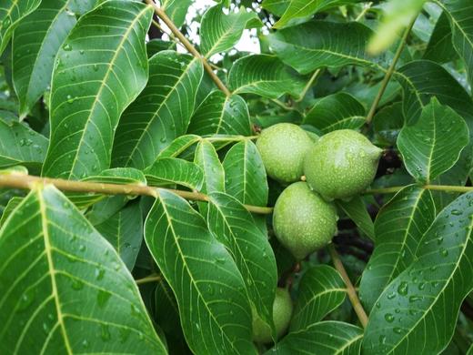 【云南深山纸皮核桃】 2025年新核桃 火烤/电烤 皮薄清甜回甘不涩 商品图3