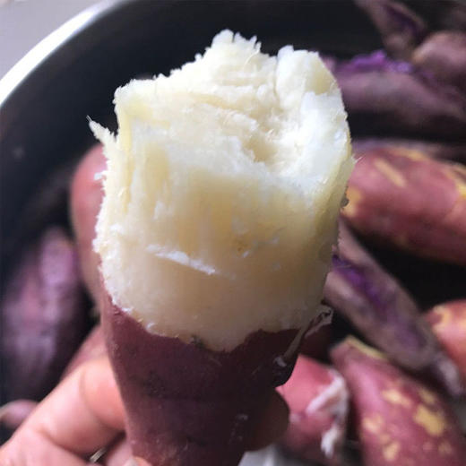 【河南哈密蜜薯】哈密白薯 冰糖蜜薯  甜糯软嫩 肉质细腻 5斤 商品图2