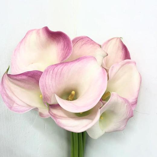 4月6日马蹄莲艾玛A级-5支（L农场） 商品图0