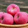 甘肃天水红富士 香甜爽脆 新鲜采摘 只选最佳赏味期 补充VC 果园现摘先发 商品缩略图0