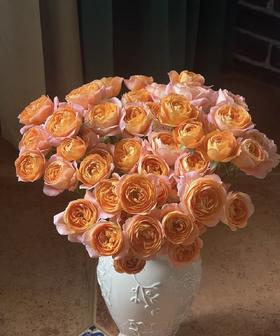 【秒杀福利】果汁阳台 10枝