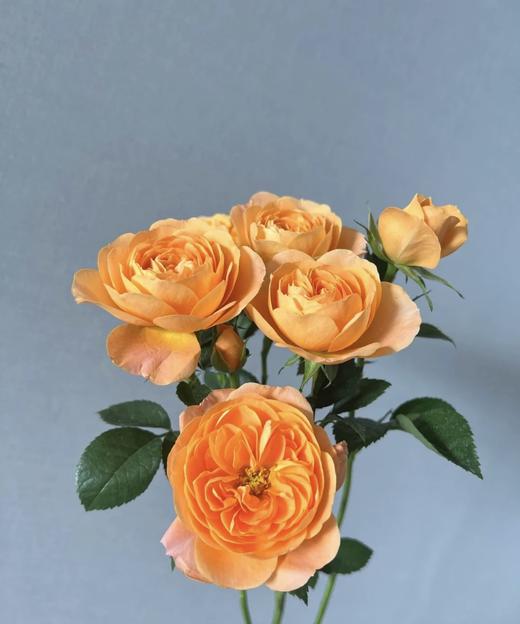 【秒杀福利】果汁阳台 10枝 商品图1