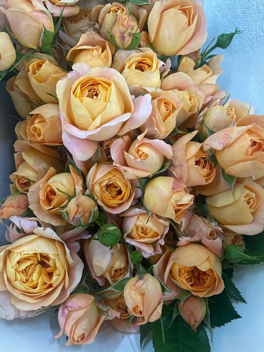 【秒杀福利】果汁阳台 10枝 商品图6