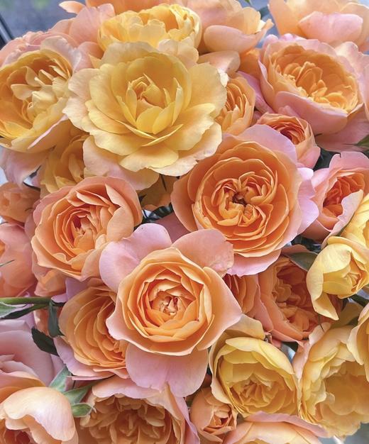 【秒杀福利】果汁阳台 10枝 商品图4