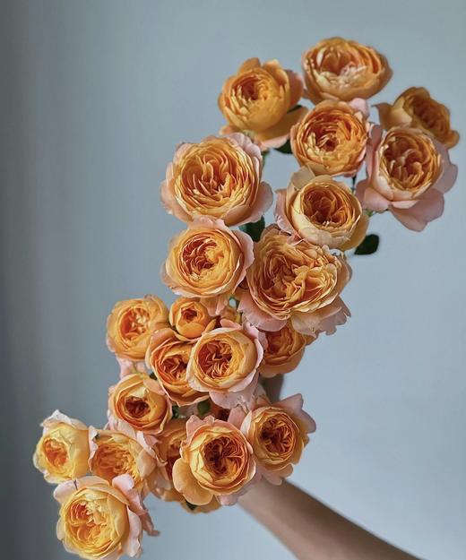 【秒杀福利】果汁阳台 10枝 商品图3