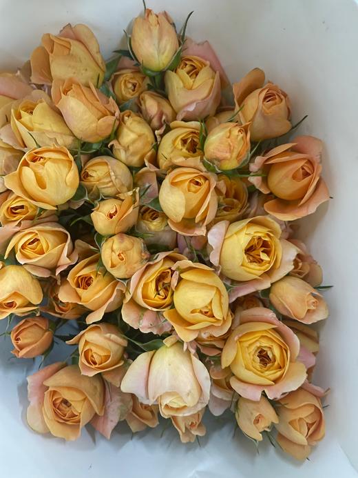 【秒杀福利】果汁阳台 10枝 商品图7