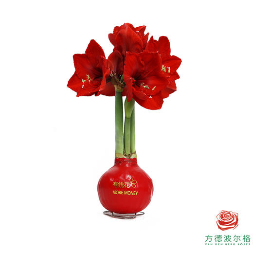 不用浇水的石蜡朱顶红种球！红花-马上有钱 商品图0