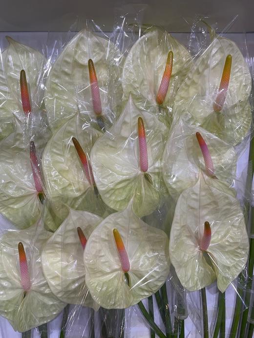 【彩掌】奶白色  单枝 商品图1