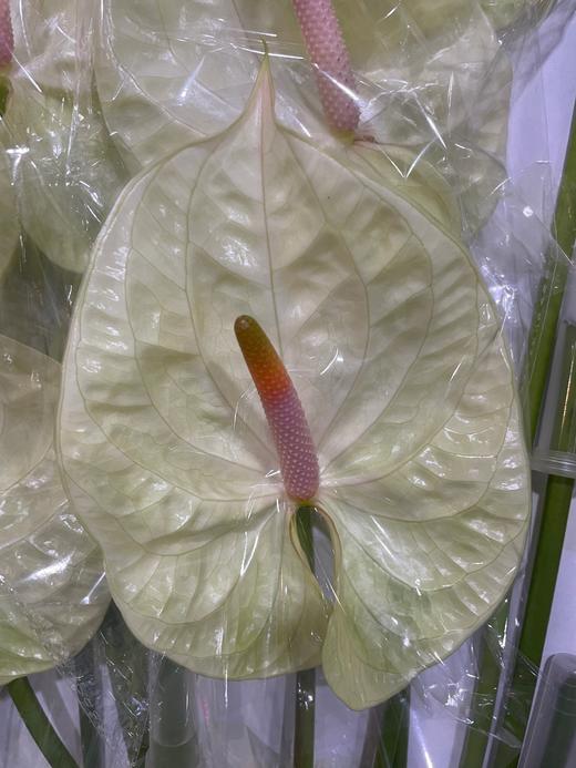 【彩掌】奶白色  单枝 商品图0