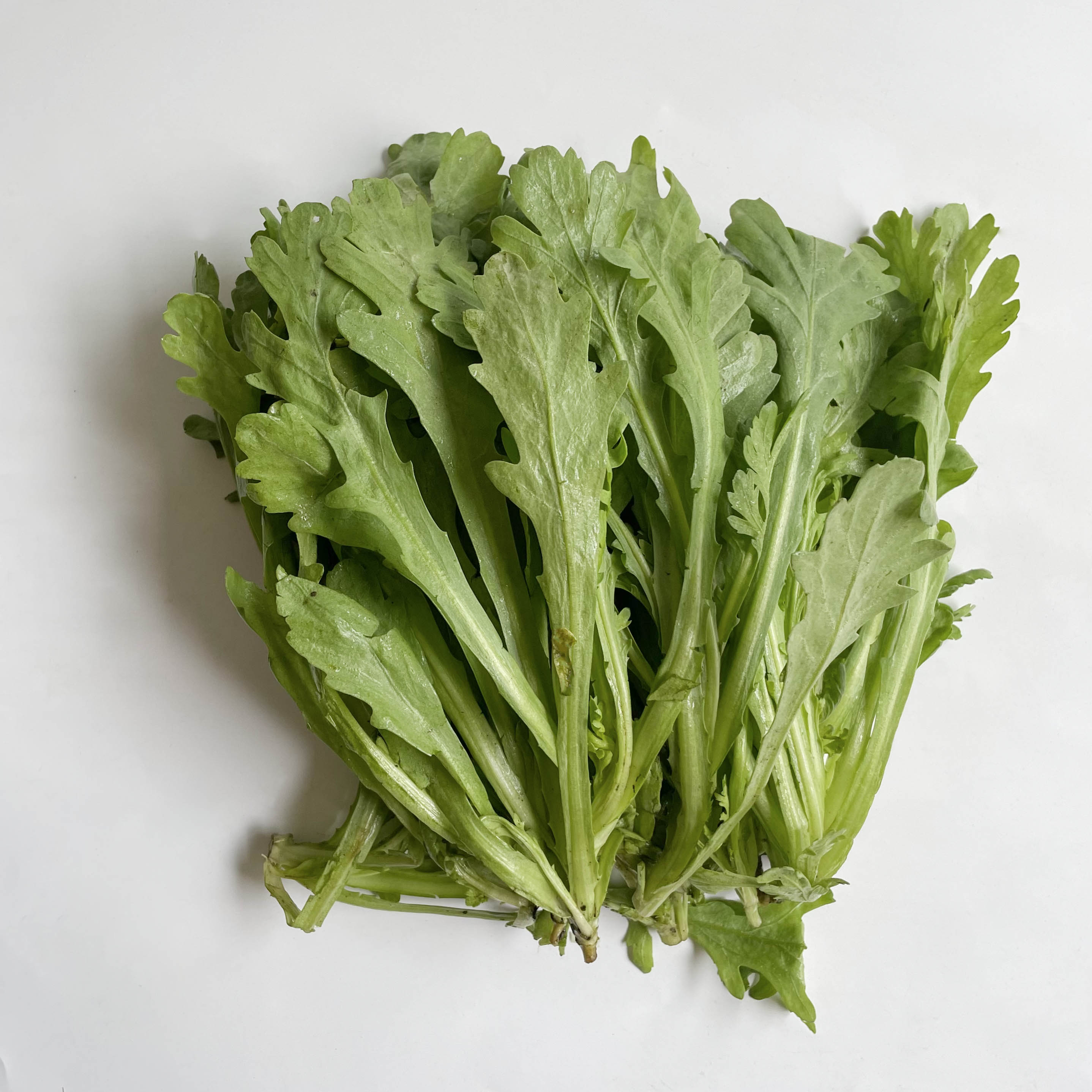 茼蒿｜静物自产（买一送一）