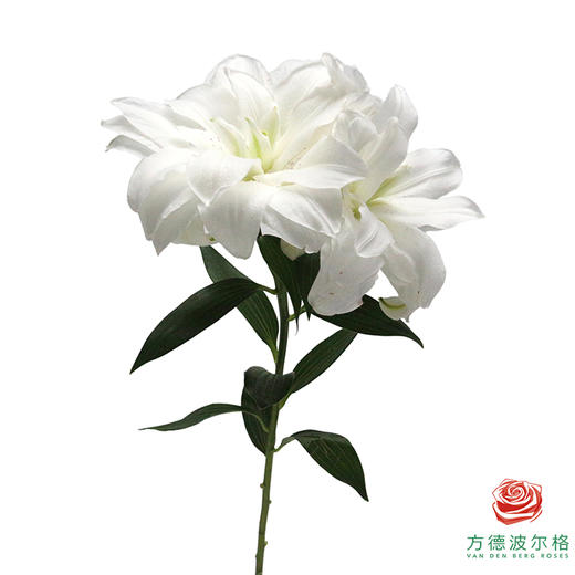 【重瓣百合】-莲花美人多头 5枝一扎 商品图1